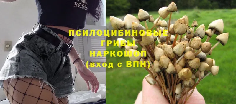 MEGA онион  дарнет шоп  Алатырь  Псилоцибиновые грибы Psilocybe 